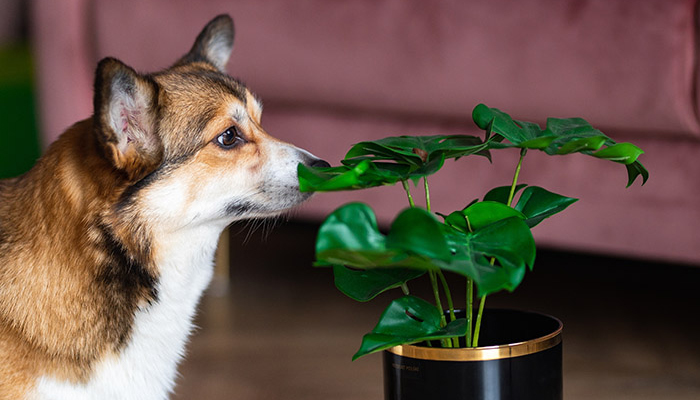 16 Houseplants Safe for Cats and Dogs: A Practical Guide for Pet Owners