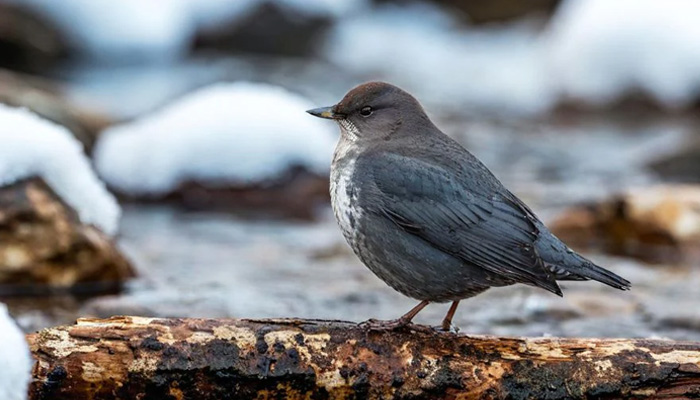 5 Easy, Expert-Backed Ways You Can Help Birds During Cold Weather