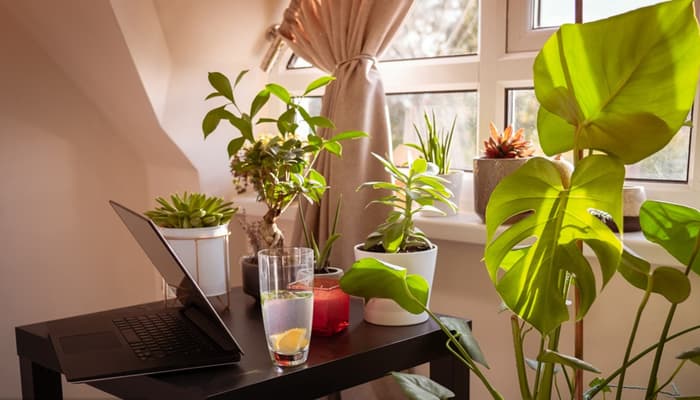 5 Tips & Tricks for Successful Indoor Gardening