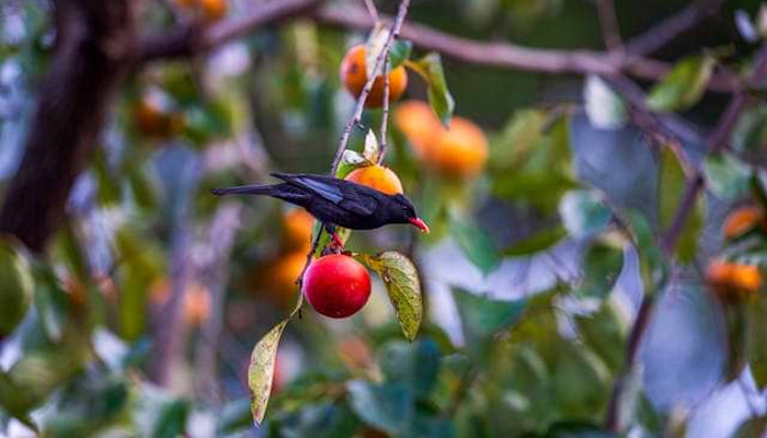9 Creative Ways to Protect Your Fruit Trees From Birds