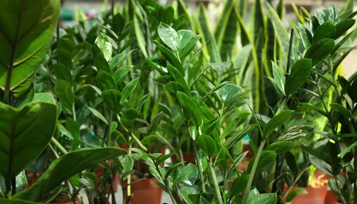 9 Easiest Plants For Beginner Gardeners