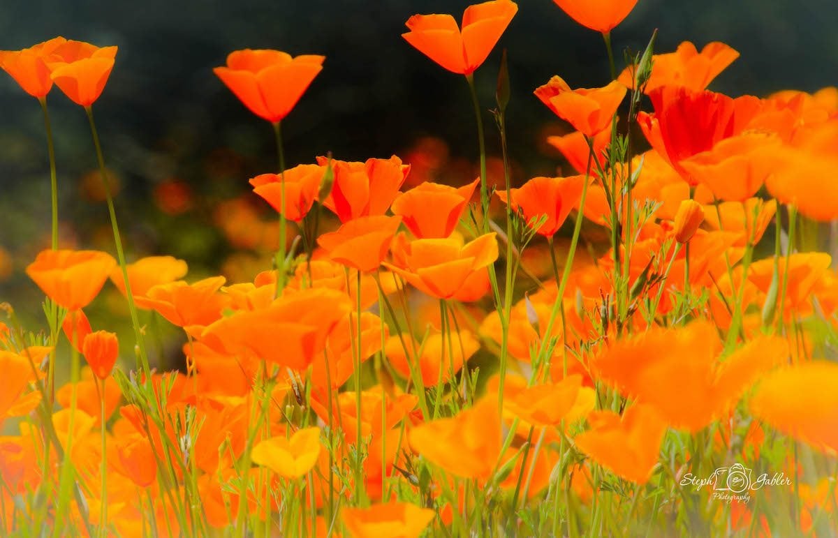 Best Drought-Tolerant Plants for a Hotter Summer