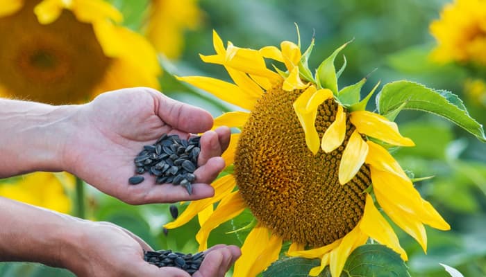Growing & Planting Sunflower Seeds: 7 Easy Steps
