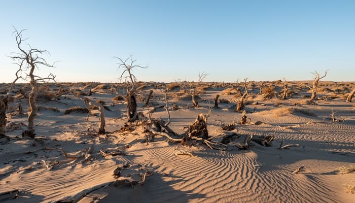 How to Treat A Dead Tree? 4 Different Ways