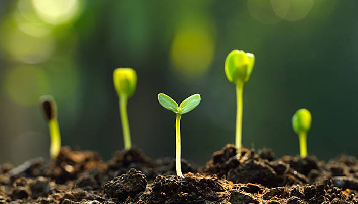 Spring Planting Guide: What to Sow and Grow in March, April, and May